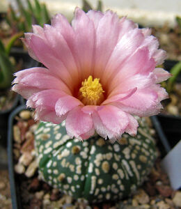 Astrophytum asterias super kabuto fiore rosa