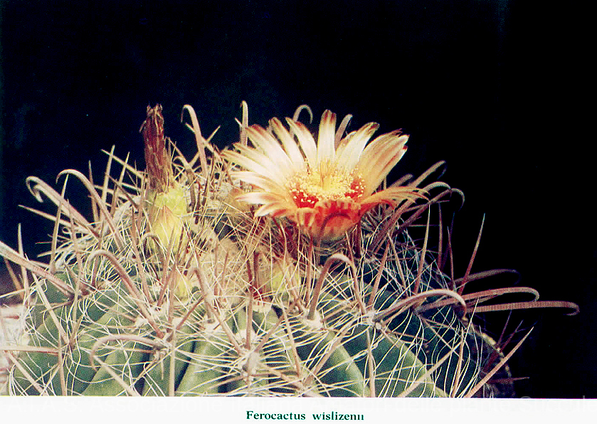 Ferocactus wislizenii Ferocactus wislizenii